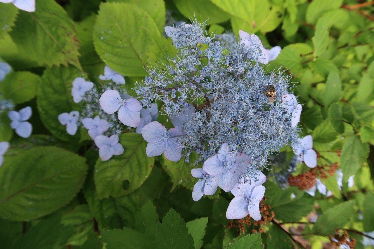 伯耆大山で撮った花図鑑｜Kent Nishihara