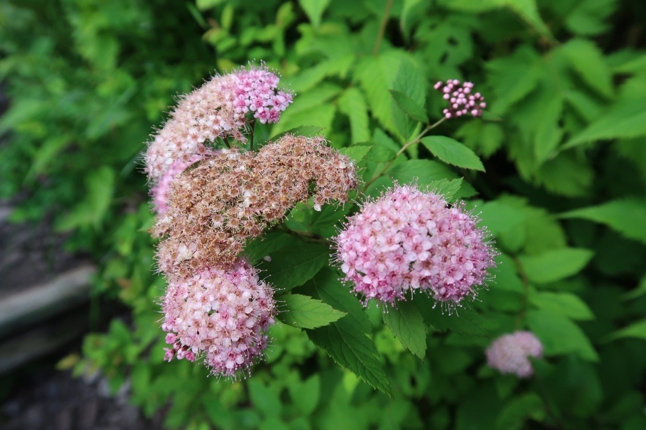 伯耆大山で撮った花図鑑｜Kent Nishihara