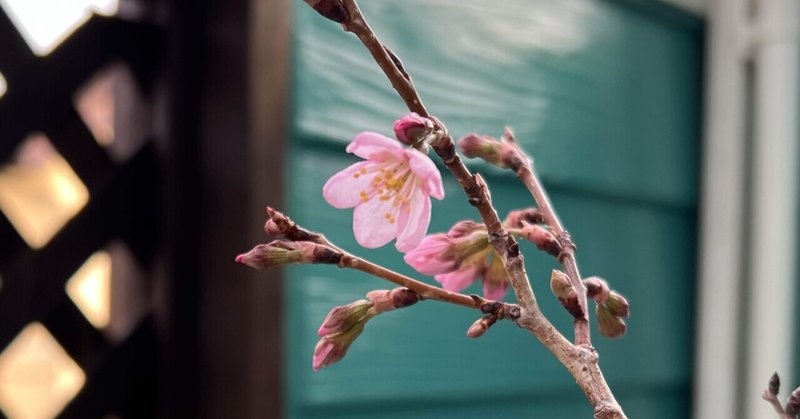春めき桜とうちの桜🌸