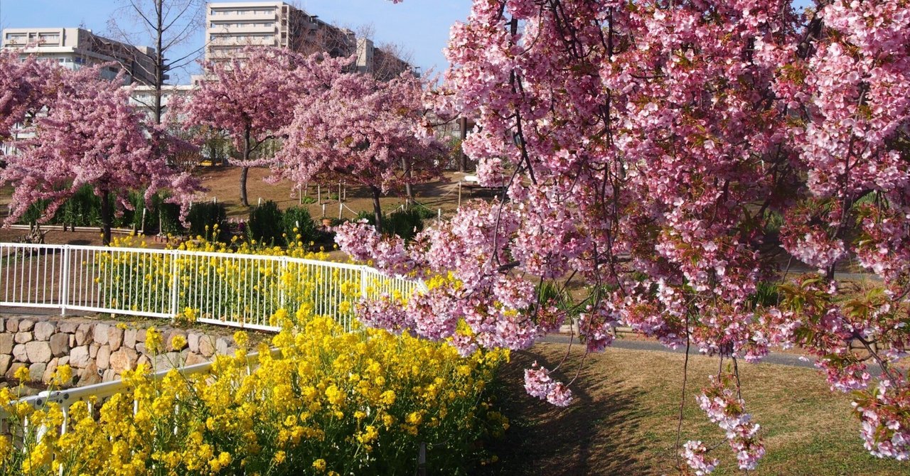 神戸市 西郷川河口公園2024年3月11日【河津桜】｜レタス