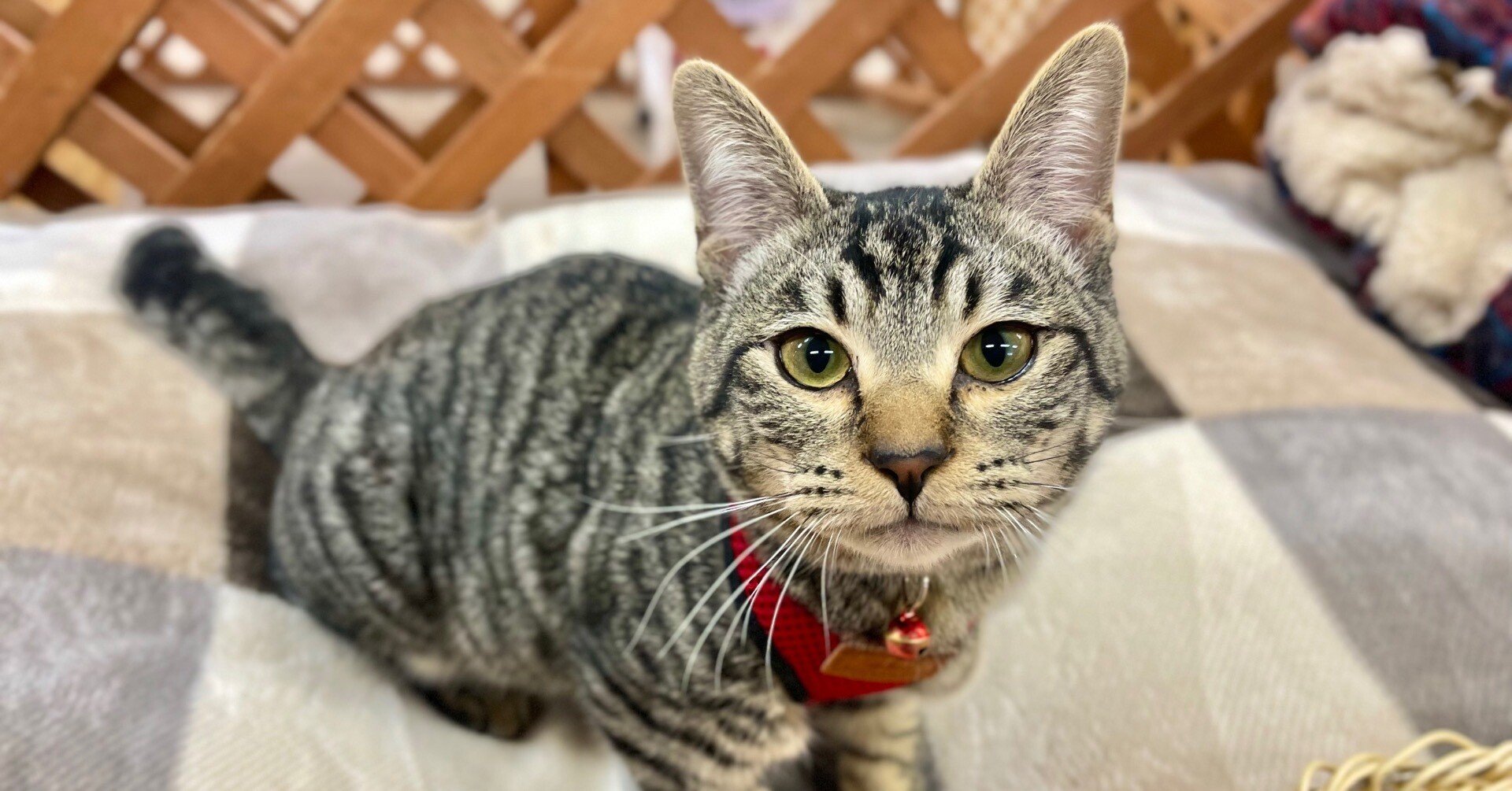 大きくなったネネ🐈｜那須どうぶつ王国公式note