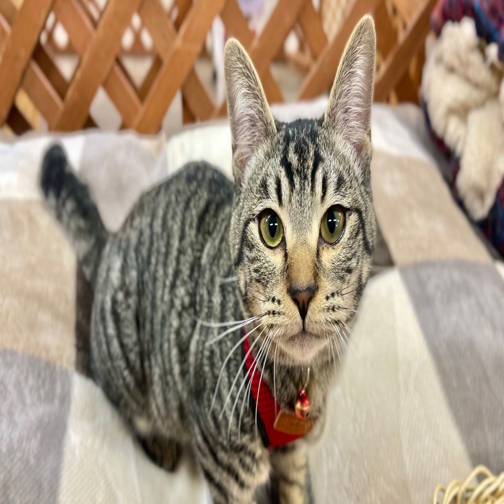 ねコネコです 大きくなったネネ🐈｜那須どうぶつ王国公式note