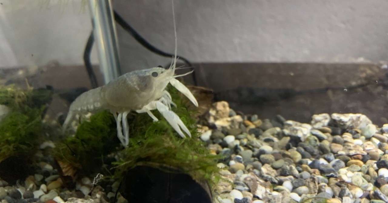 ザリガニ 赤虫 めっちゃ食べる Yoshimo5554 Note