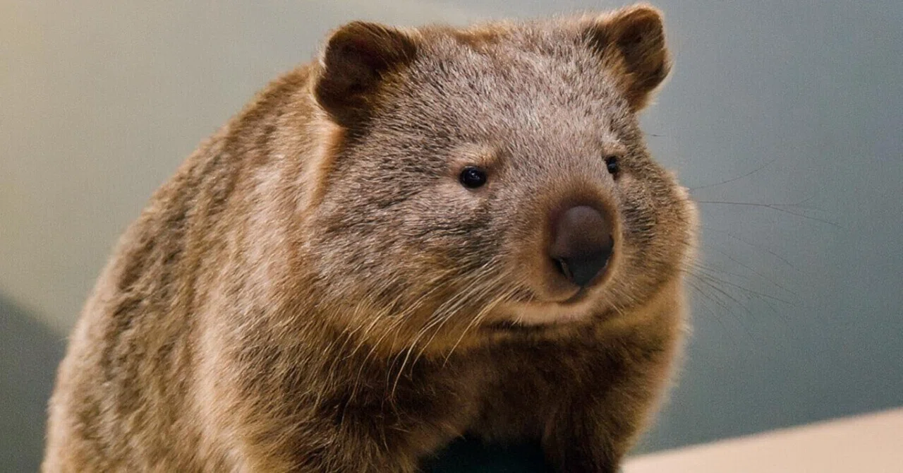 ウォンバットって意外と速くてさ｜ツバサ