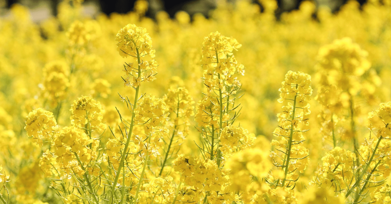 富士ヒル道場メニュー第2週目のポイント！｜Zwift Japan Thumbnail