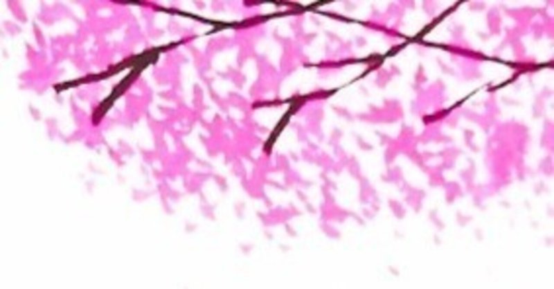 早咲き桜🌸　遅咲き桜🌸