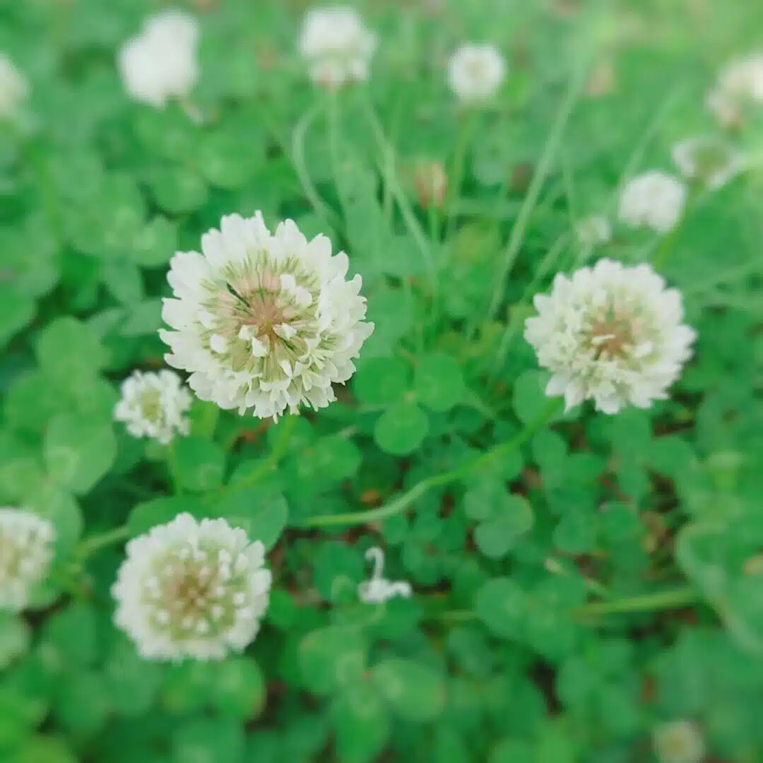 咲く麦茶