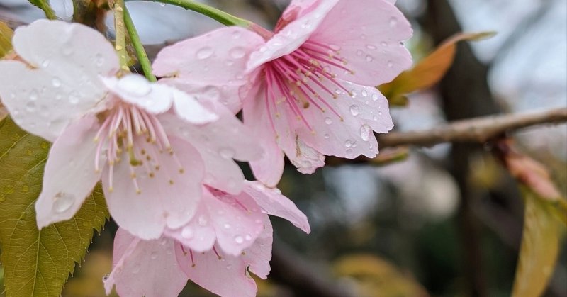 春まだ浅い小石川植物園で園足（えんそく）を、の話【東京】