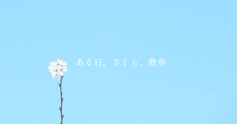 ある日、さくら、散歩