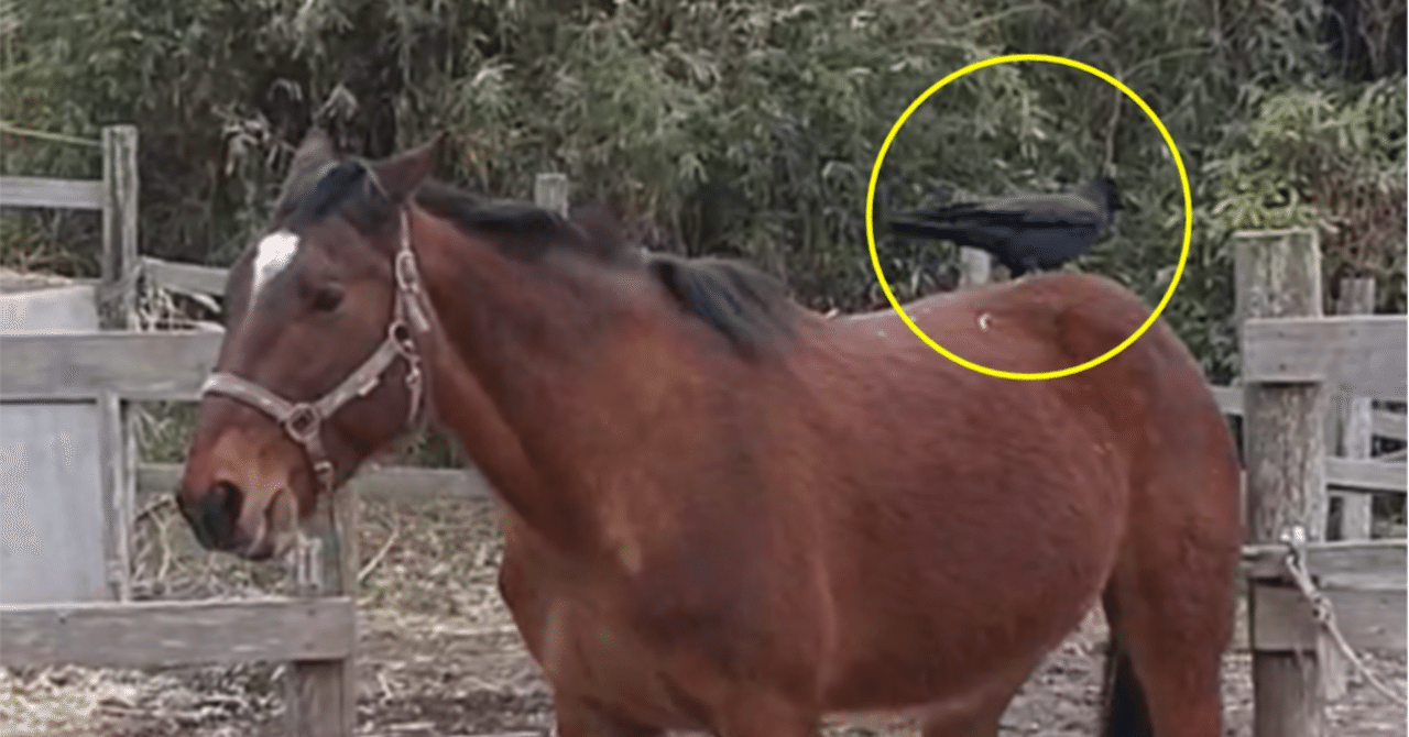 馬の特性】知性の高さを垣間見る｜ホースと共に遙かな旅へ