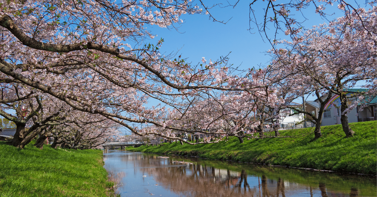 Cherry Blossoms and The Magic Flute -CEFR B2 level｜ほってぃ