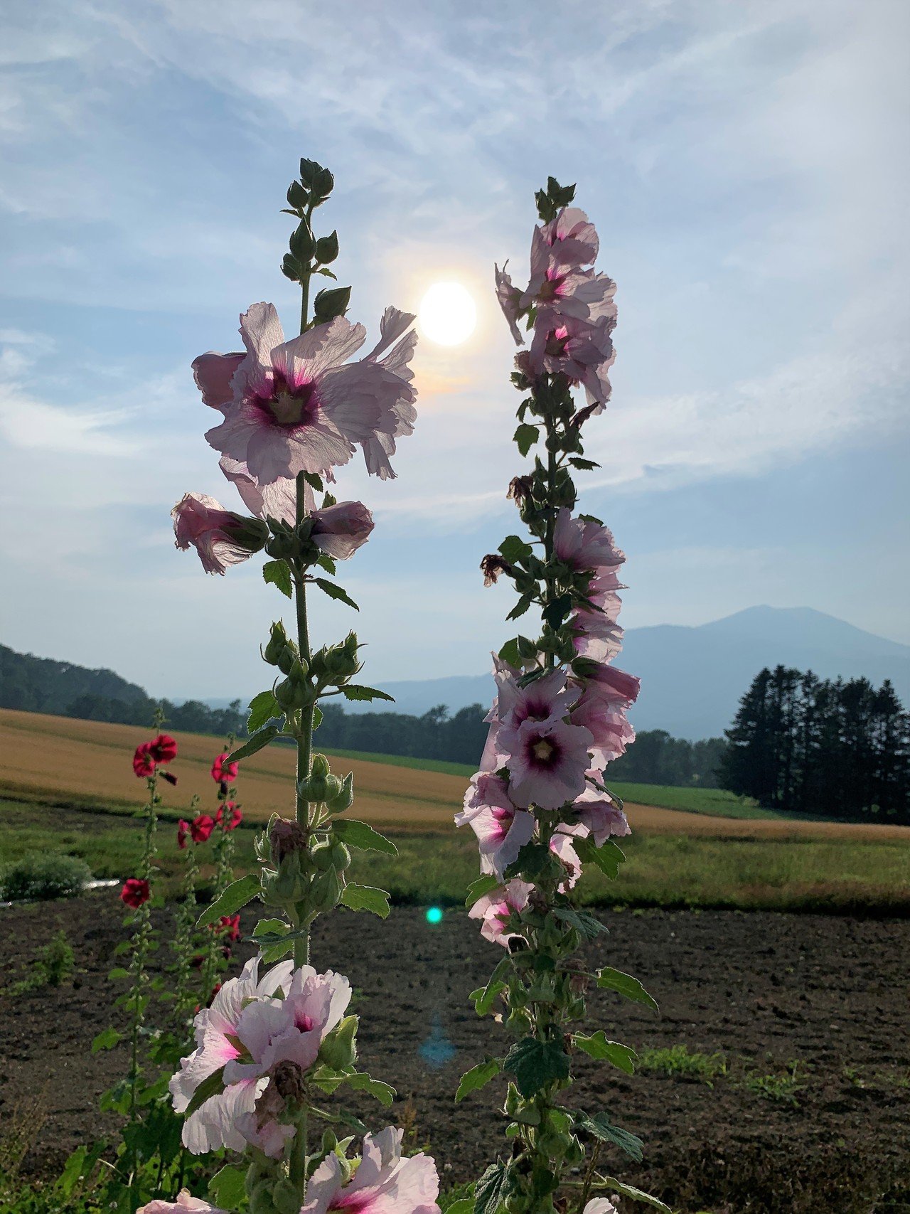コケコッコー花 Hbcラジオ 山根あゆみのラジオ業務日誌 Note コケコッコー花 Hbcラジオ 山根あゆみのラジオ業務日誌 Note