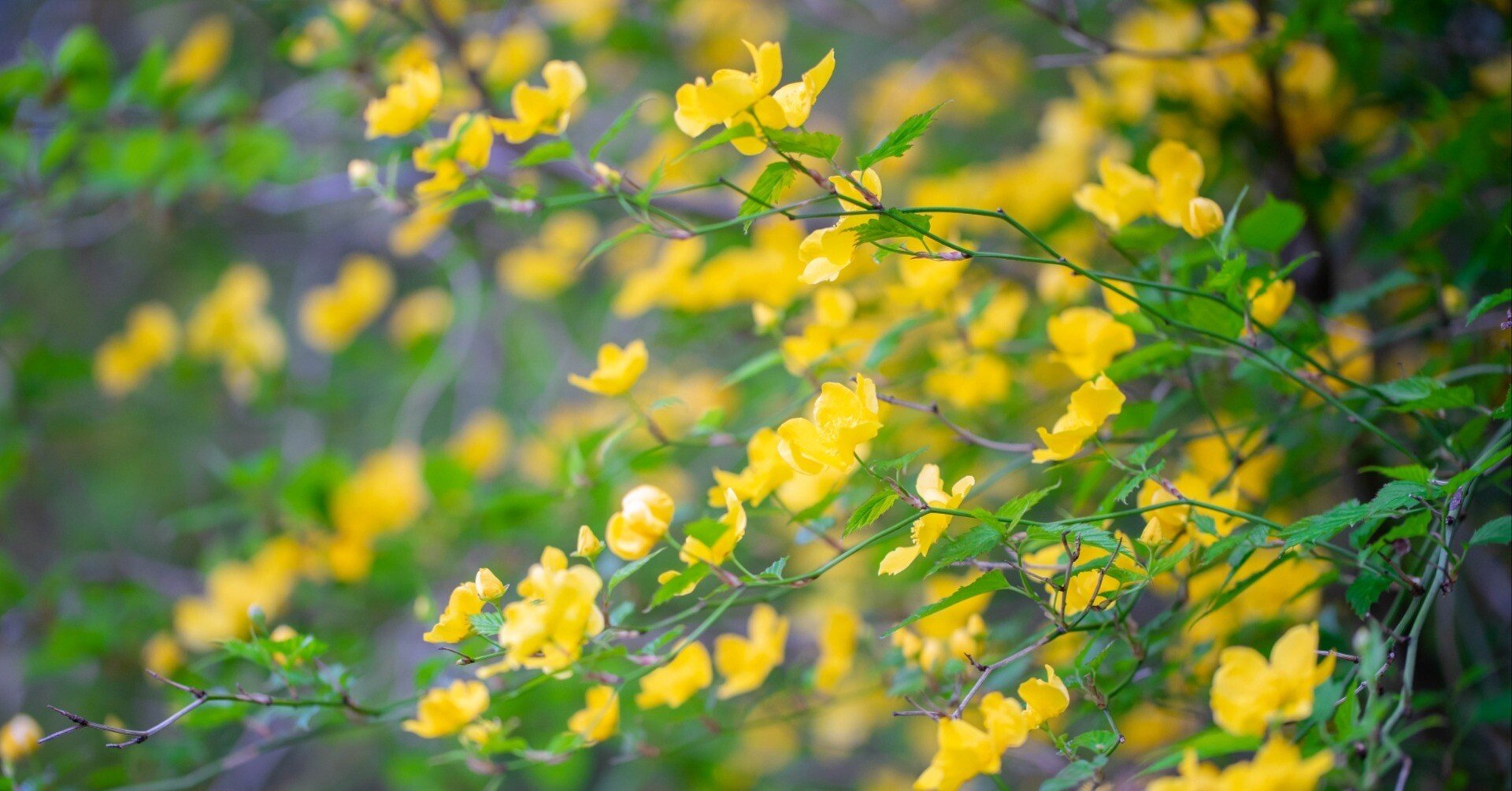 山吹(やまぶき)｜鈴木咲子/ Sakiko Suzuki