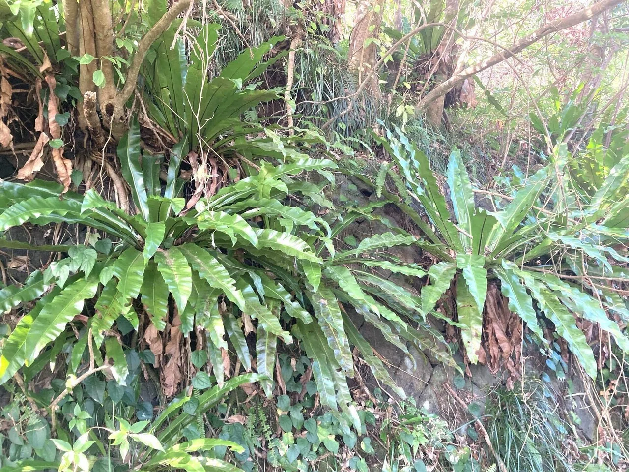 オオタニワタリ写真集🌴｜離島の理学療法士 小野寺 海紗