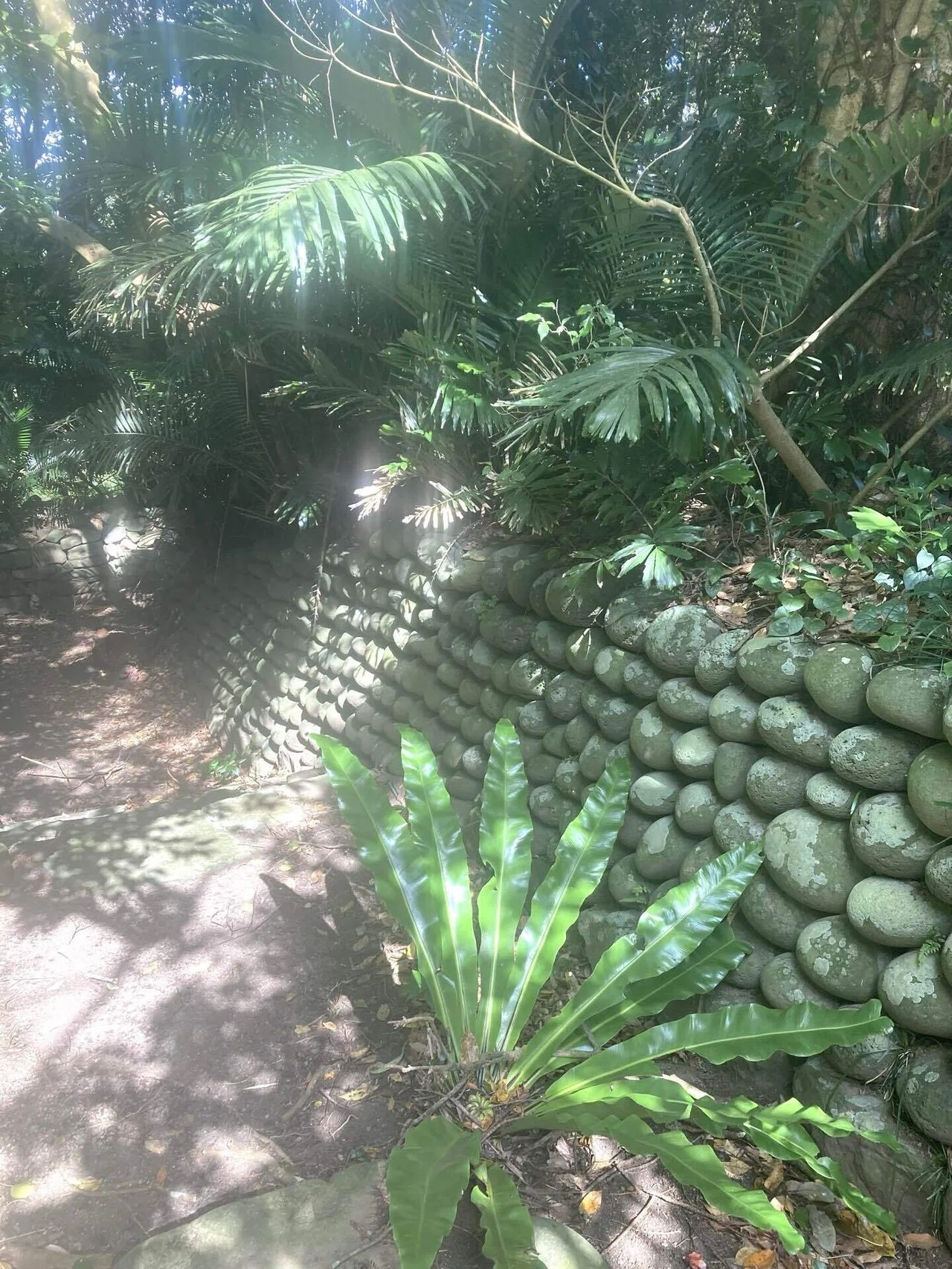 オオタニワタリ写真集🌴｜離島の理学療法士 小野寺 海紗