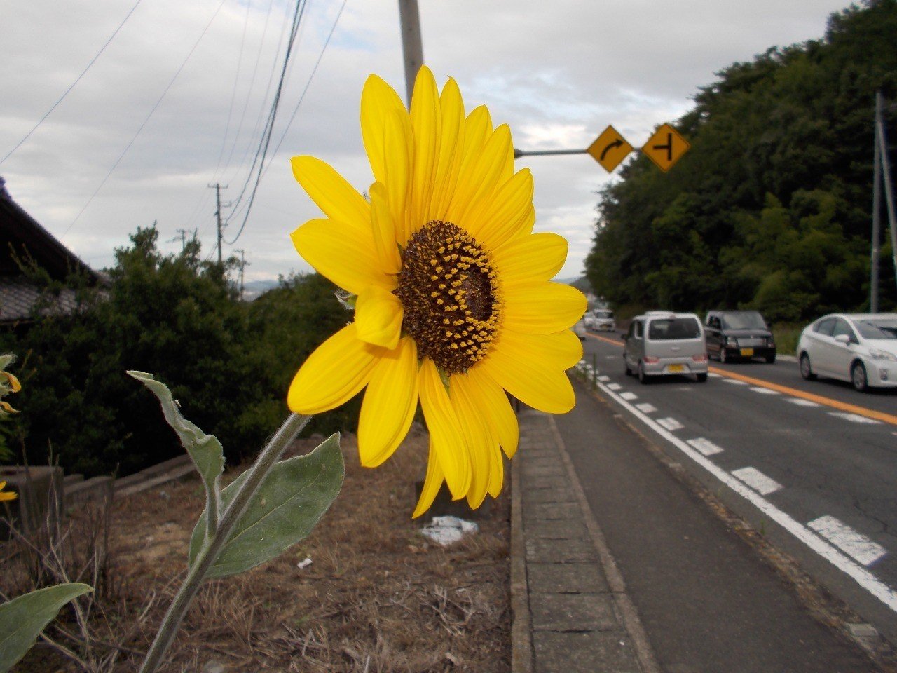 向日葵 向日葵 - 2000ピクセル以上のフリー写真素材集