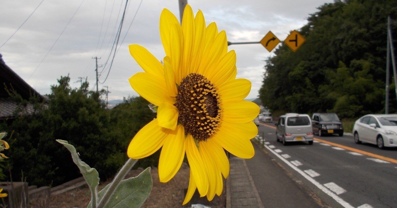 あんときのデジカメ 讃岐の向日葵を撮影しながら、感覚のズレを考えて