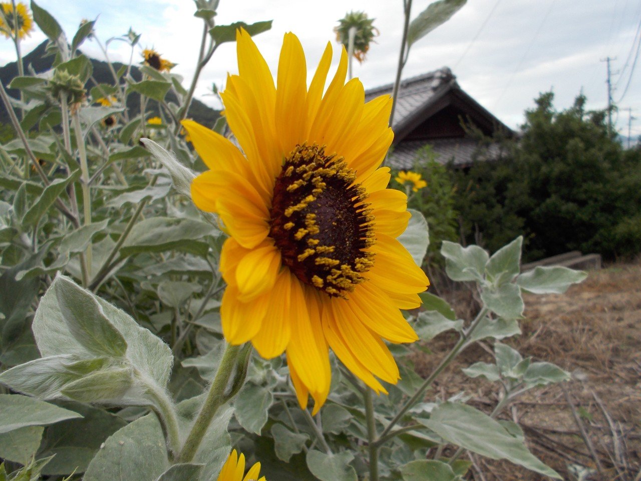 あんときのデジカメ 讃岐の向日葵を撮影しながら、感覚のズレを考えて