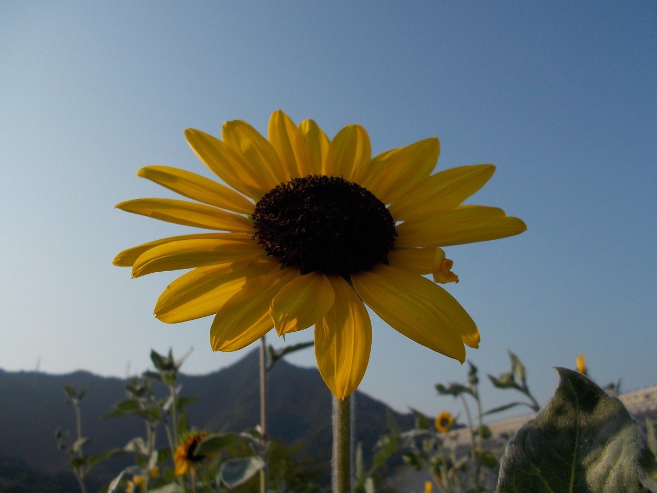 あんときのデジカメ 讃岐の向日葵を撮影しながら、感覚のズレを考えて