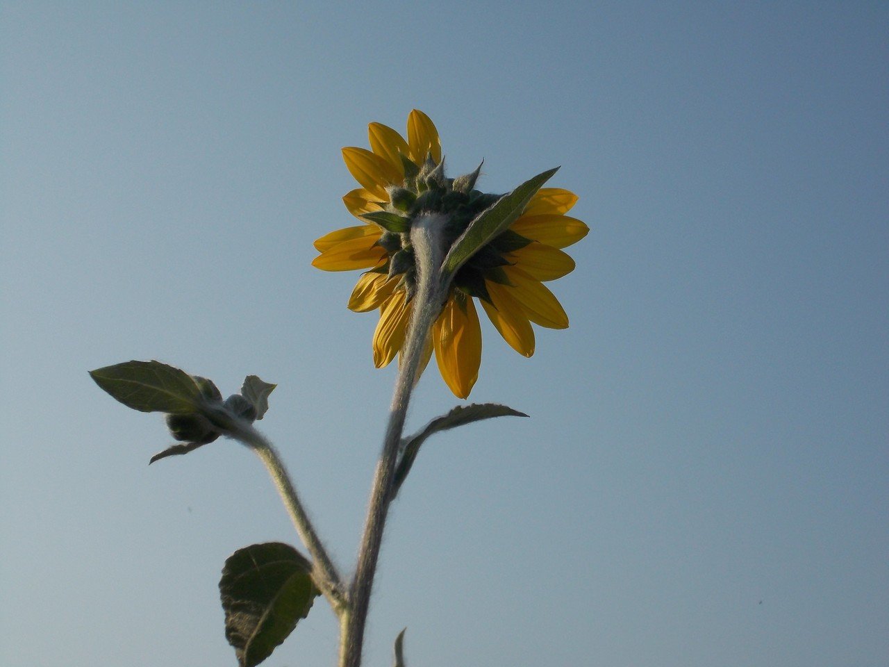 あんときのデジカメ 讃岐の向日葵を撮影しながら、感覚のズレを考えて