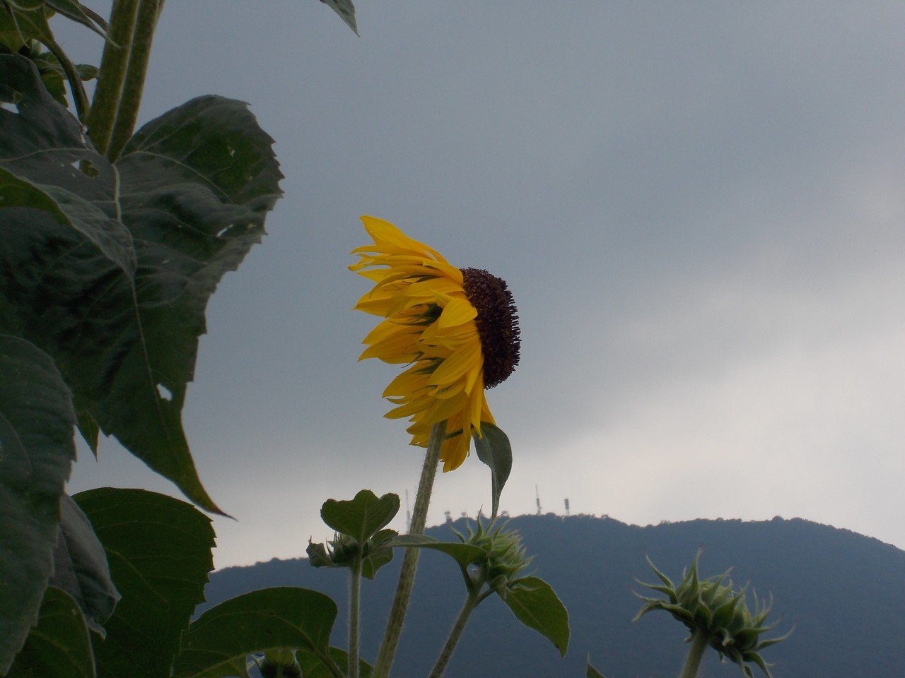 あんときのデジカメ 讃岐の向日葵を撮影しながら、感覚のズレを考えて