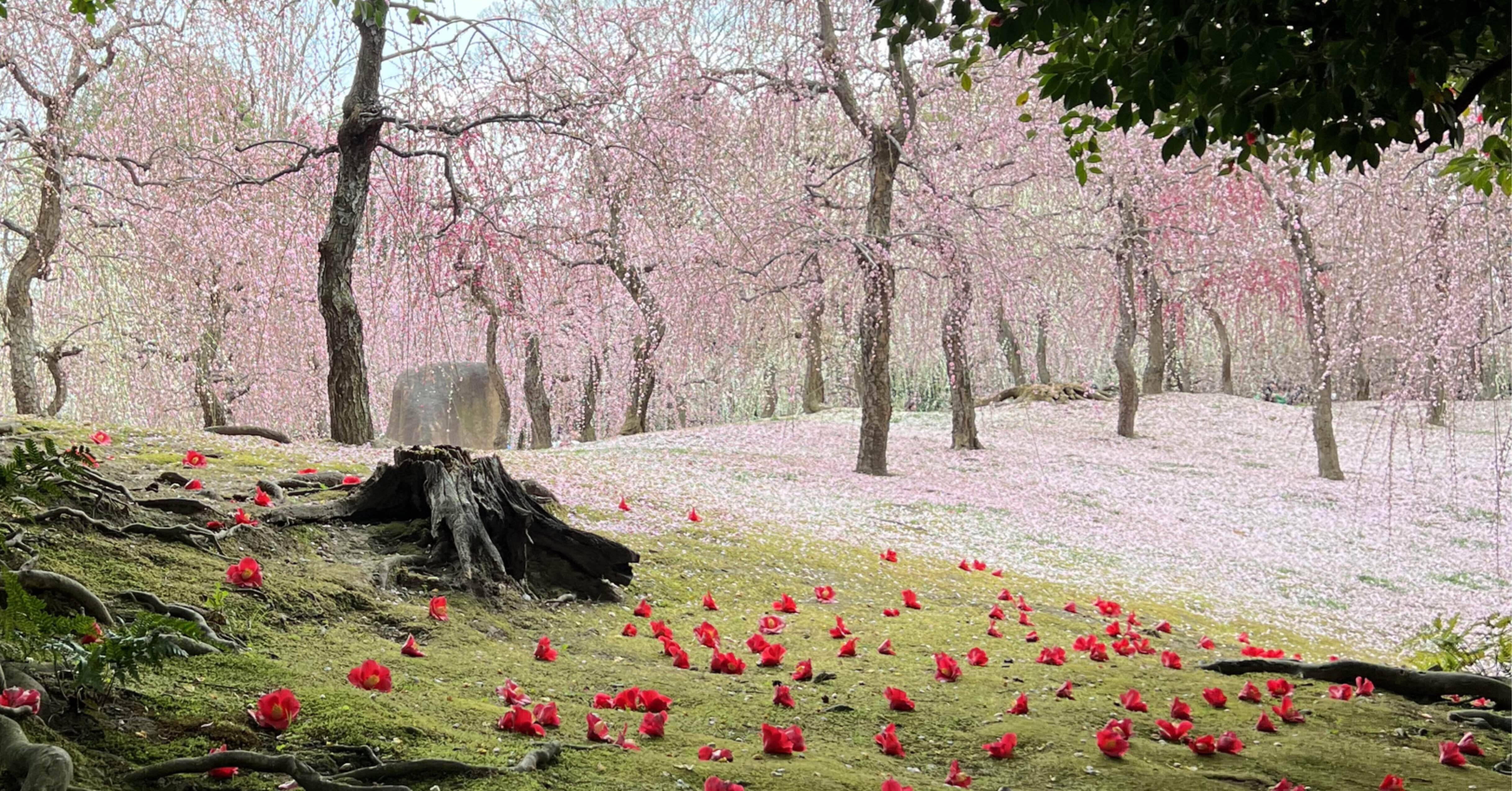 枝垂れ梅と落ち椿。城南宮で春の雅な一日を｜Ⓜ︎/旅する全国転勤OL