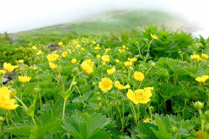 華やかに咲くミヤマキンバイ Hhaannaaiihh Note