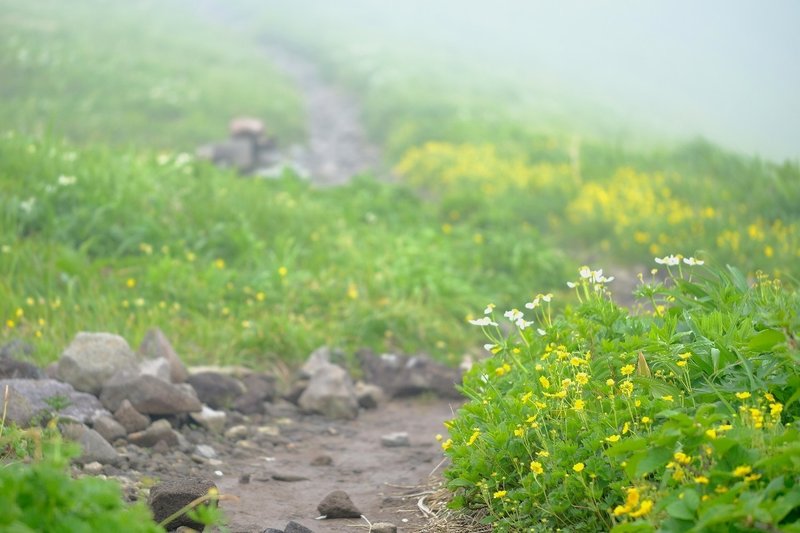 華やかに咲くミヤマキンバイ Hhaannaaiihh Note