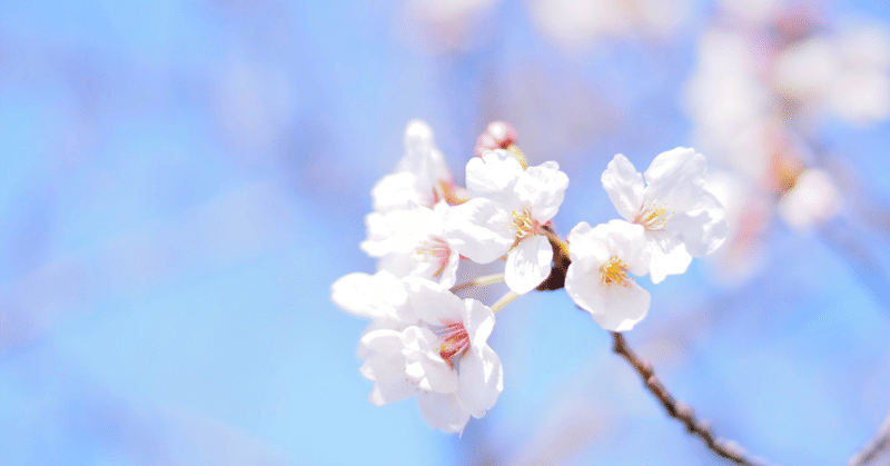 花の怪　～桜奇譚～