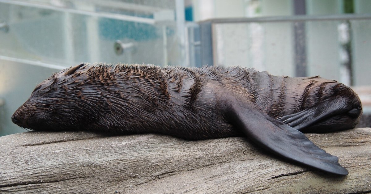 大陸ガメ 北アメリカ オーストラリア×2 大陸ガメ 北アメリカ オーストラリア×2 大陸ガメ 北アメリカ