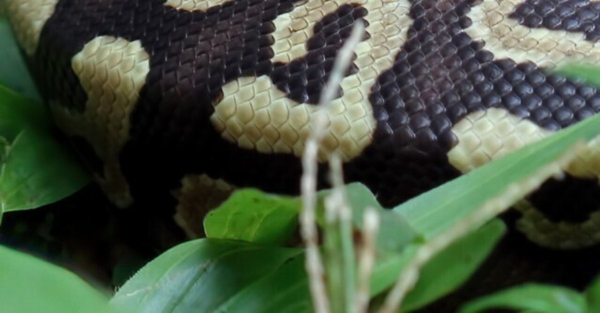 ヘビの飼い方③ボールニシキヘビ｜TABASCO_cobra