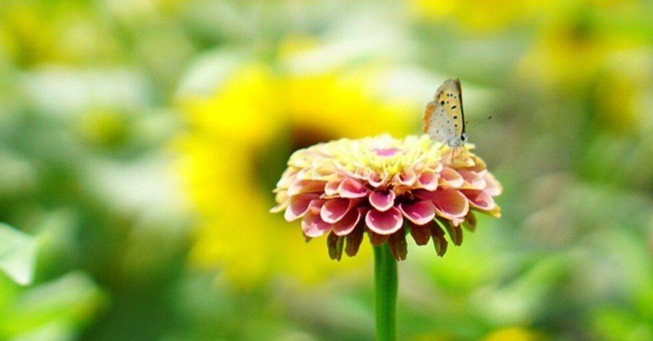 ジニアたちと七輪で焼肉 ゆかこ Note ジニアたちと七輪で焼肉 ゆかこ Note