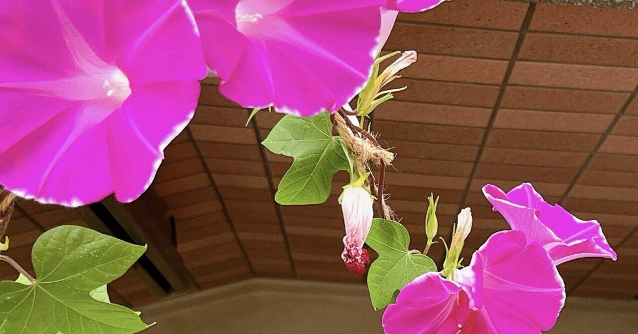 朝顔図柄のレアな大きな火鉢 rectangle_large_type_2_48e29a0