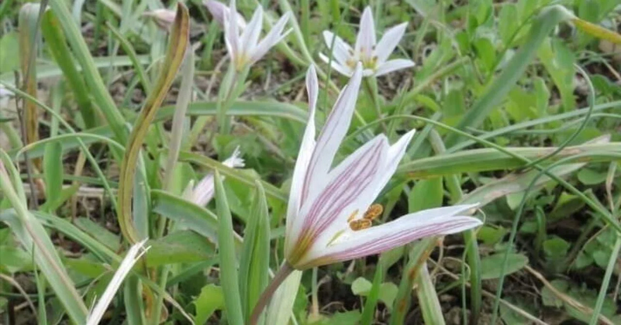 希少野草「アマナ」｜続気楽な散歩。(散歩と呼んで下さい)