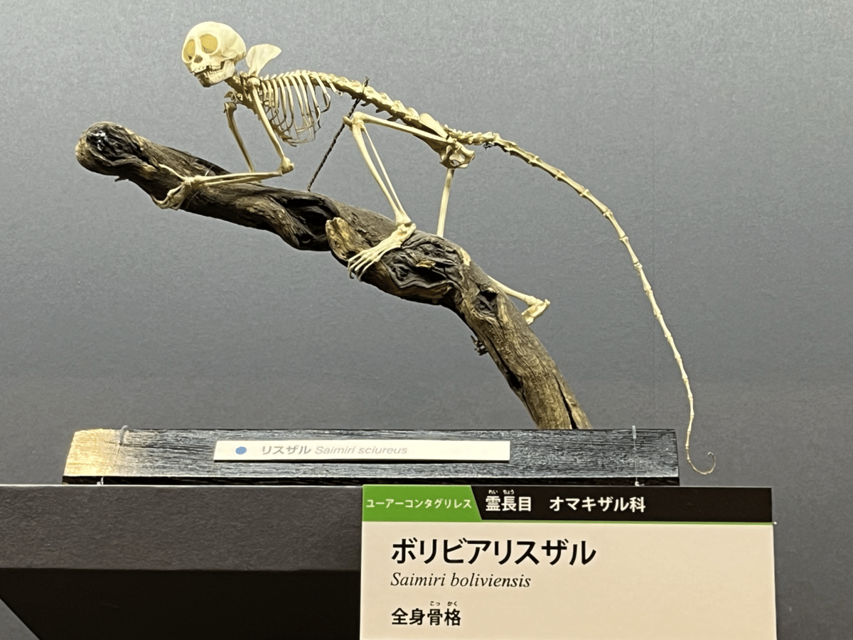 狐 しょうもない 骨格標本 全身 狐 しょうもない 骨格標本 全身