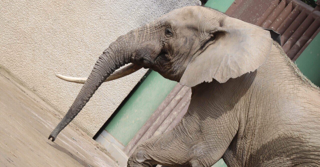 広島にて、密林の守護神。｜Mr.シンゲツ