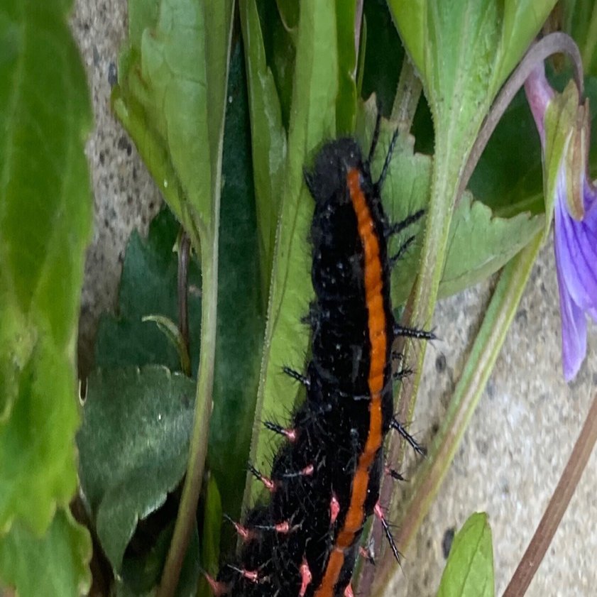 スミレ　葉っぱのみ　ツマグロヒョウモン　幼虫　餌 250g スミレ 葉っぱのみ ツマグロヒョウモン 幼虫 餌 250g すみれの葉っぱと