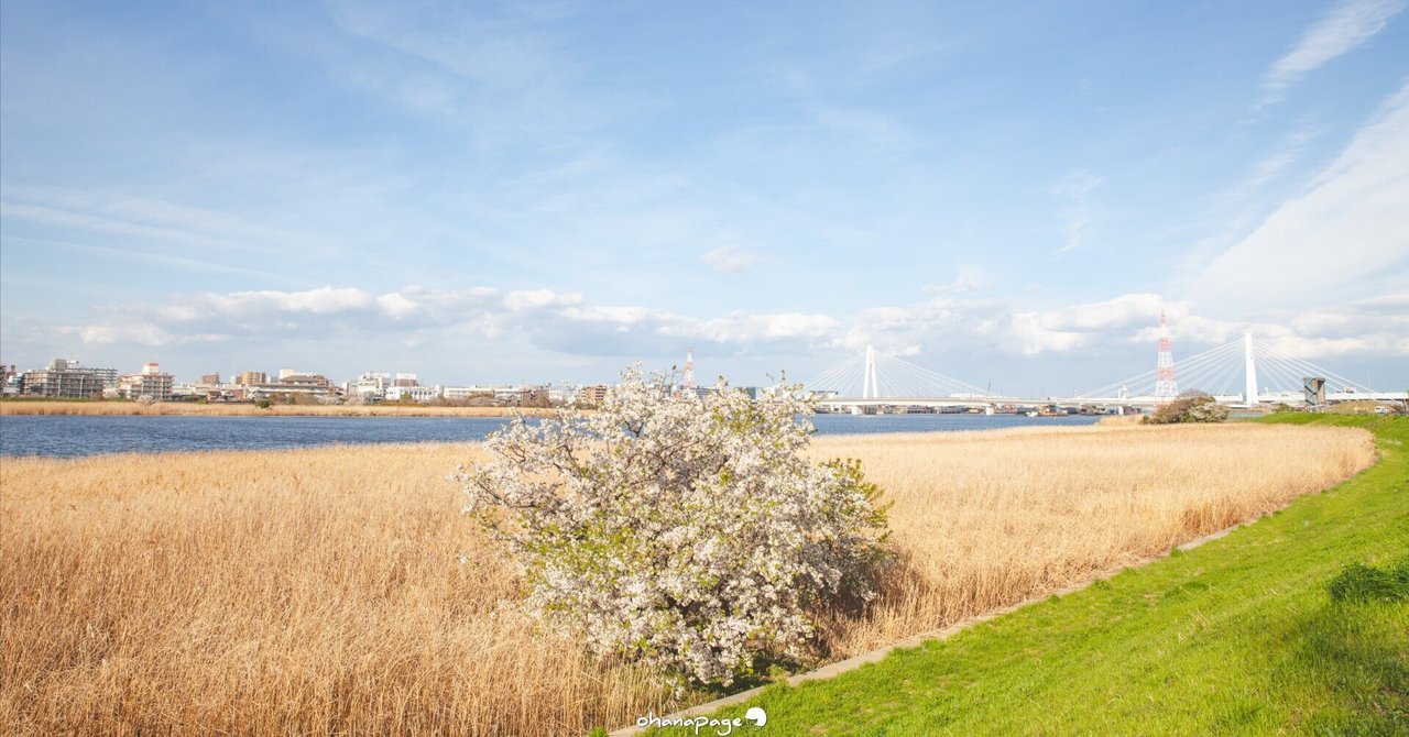 虚勢を張る人｜ohanapage🌙