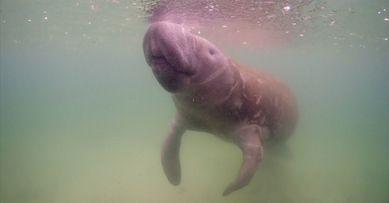 Freediving】【マナティー】 野生マナティーの聖地・Three sisters