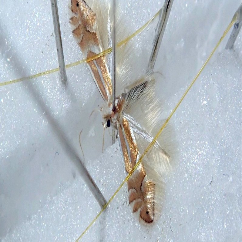 小蛾類の展翅法｜hydraenids