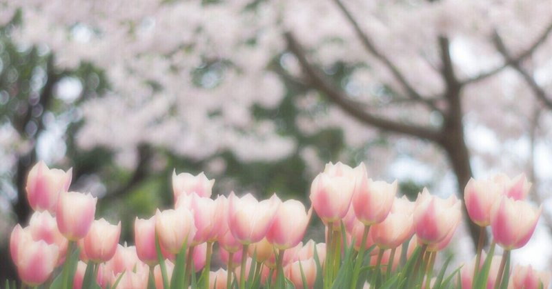 桜色の花が咲くと嬉しくて　　#シロクマ文芸部　
