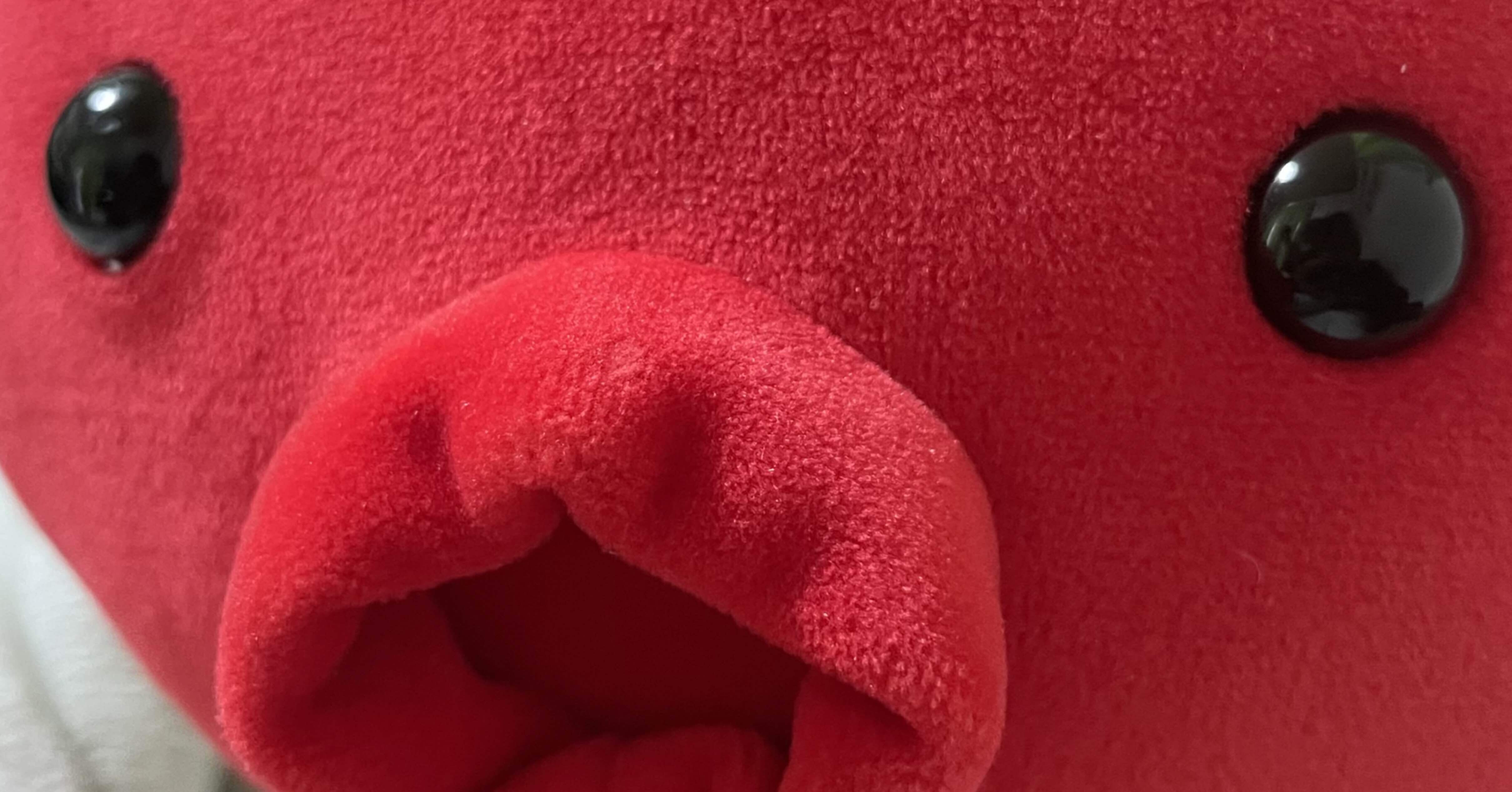 たこぴ 家族紹介④ たこぴ｜Shomin Shinkai