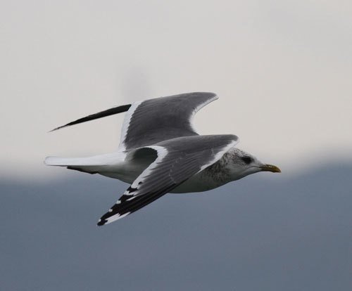 第450回 (続〃)鳥がいっぱい｜翆野 大地