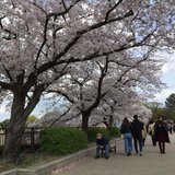 緋桜御前