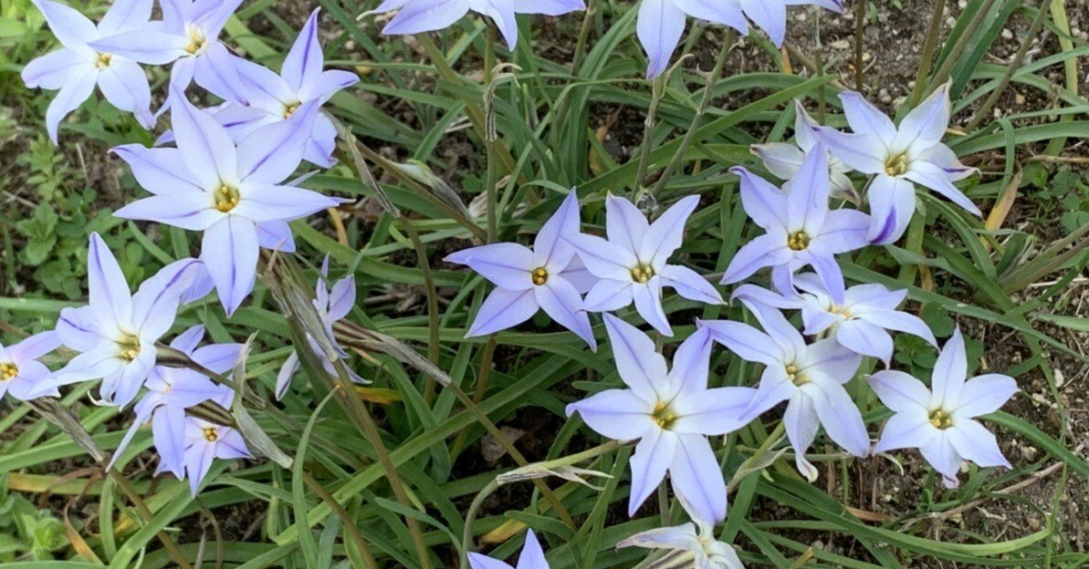 花は誰のために｜鈴木咲子/ Sakiko Suzuki