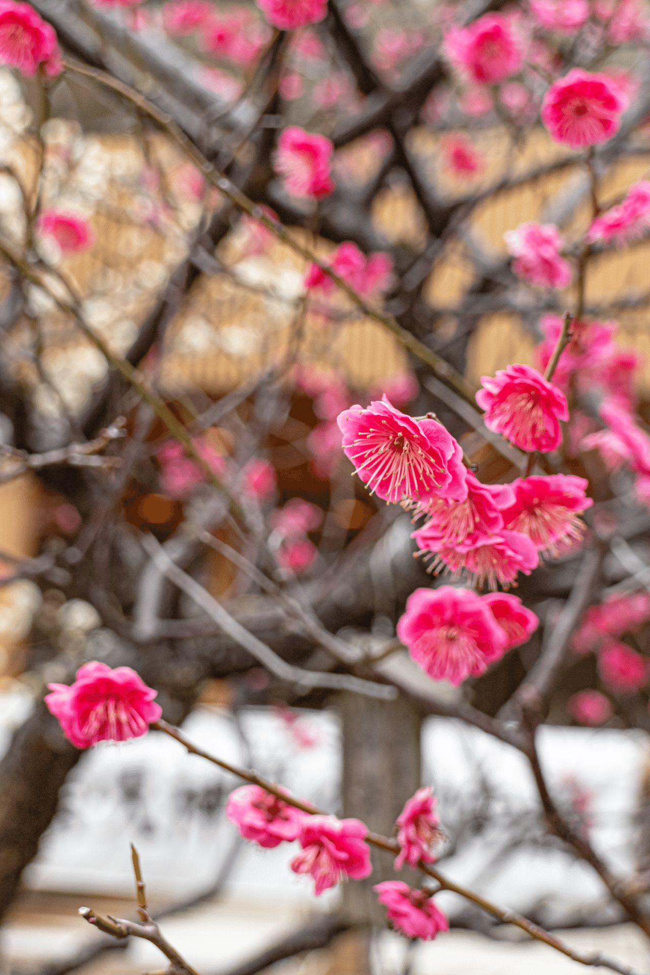 新潟総鎮守白山神社に植樹された紅梅「蘇芳梅(すおうばい)」