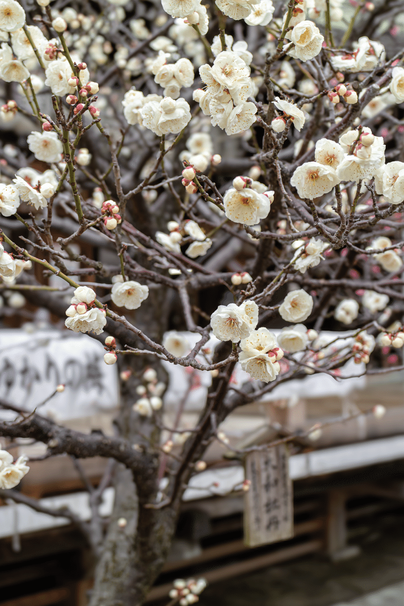 新潟総鎮守白山神社に植樹された白梅「大和牡丹(やまとぼたん)」