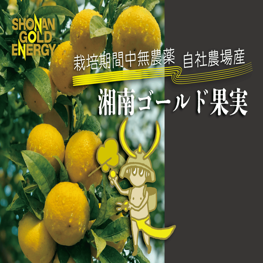 今年も公式通販サイトで湘南ゴールド果実販売開始！｜SHONAN GOLD