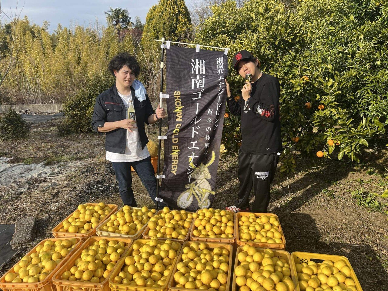 今年も公式通販サイトで湘南ゴールド果実販売開始！｜SHONAN GOLD