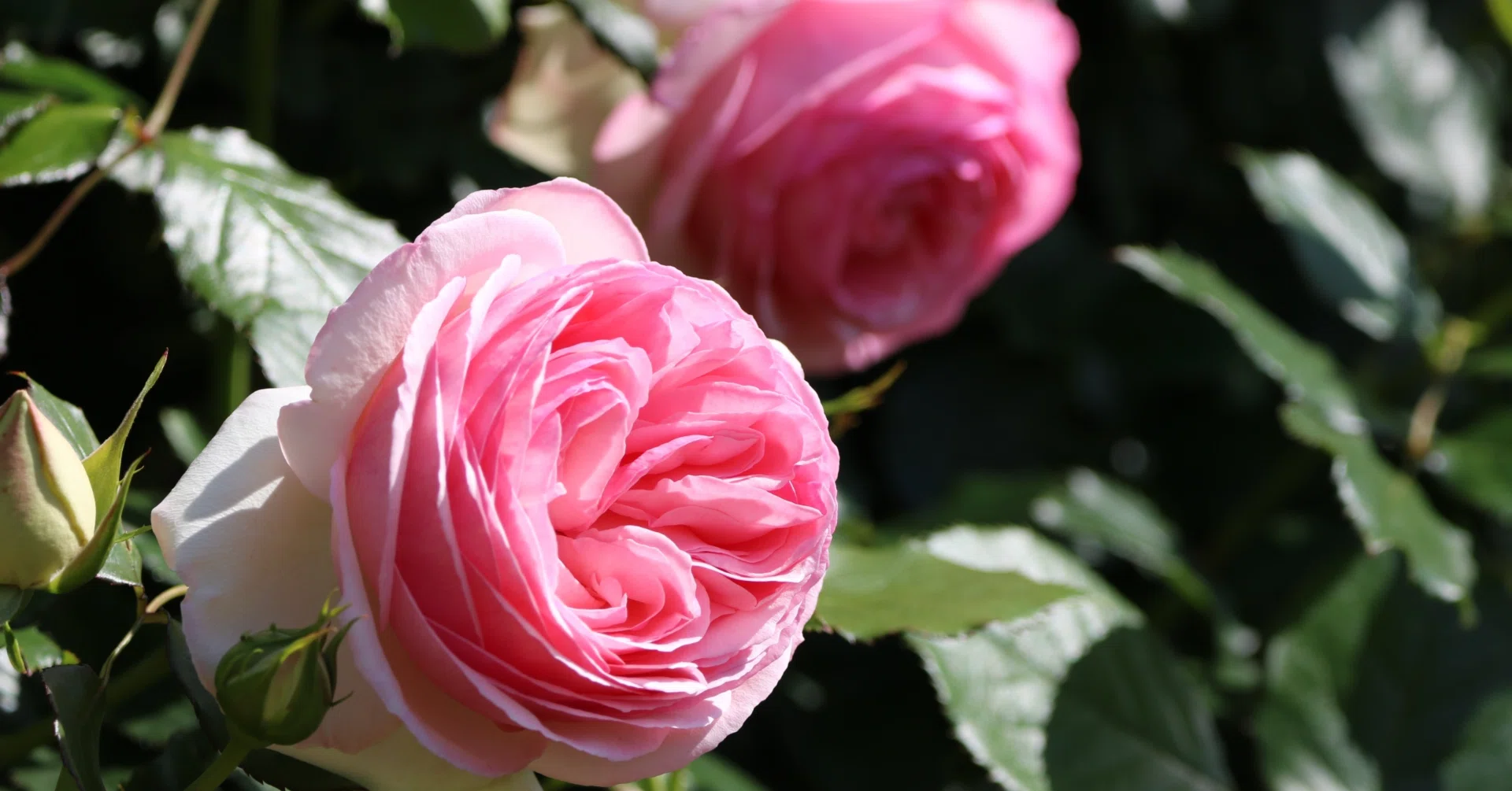 わたしの本棚『薔薇は生きてる』｜冬蓮